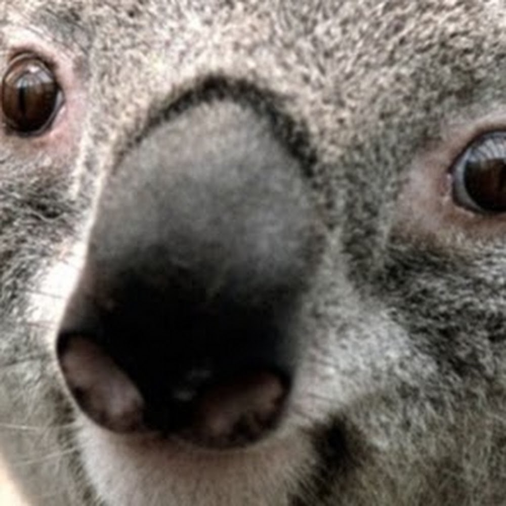 Meet your Posher, Owen